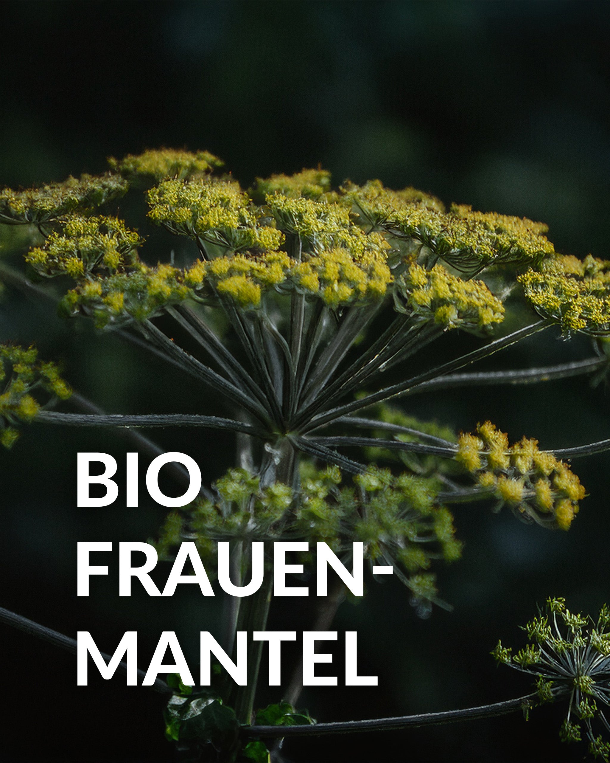 Lunar Elixyr 27 – Nachtserum (30ml)