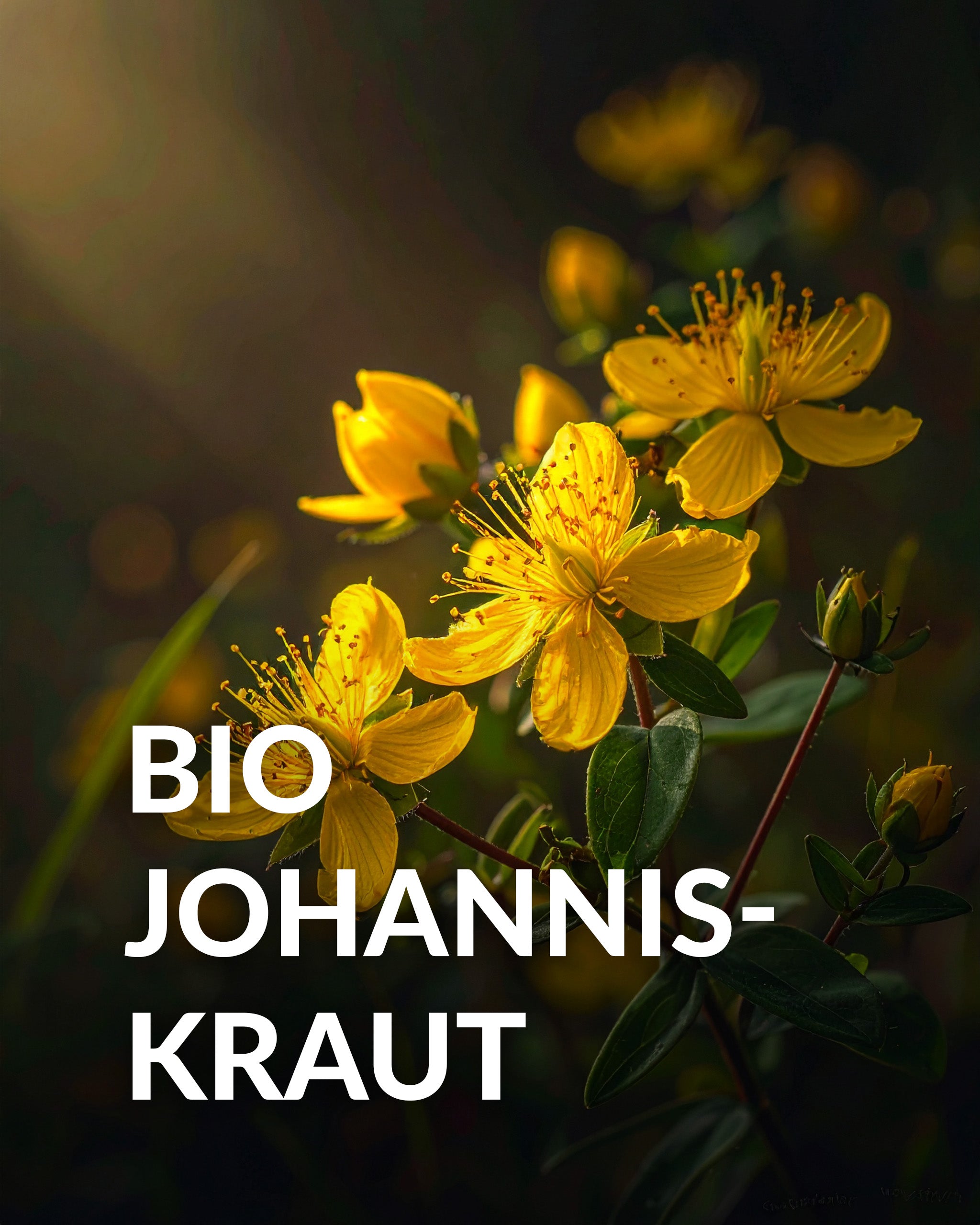 Lunar Elixyr 27 – Nachtserum (30ml)