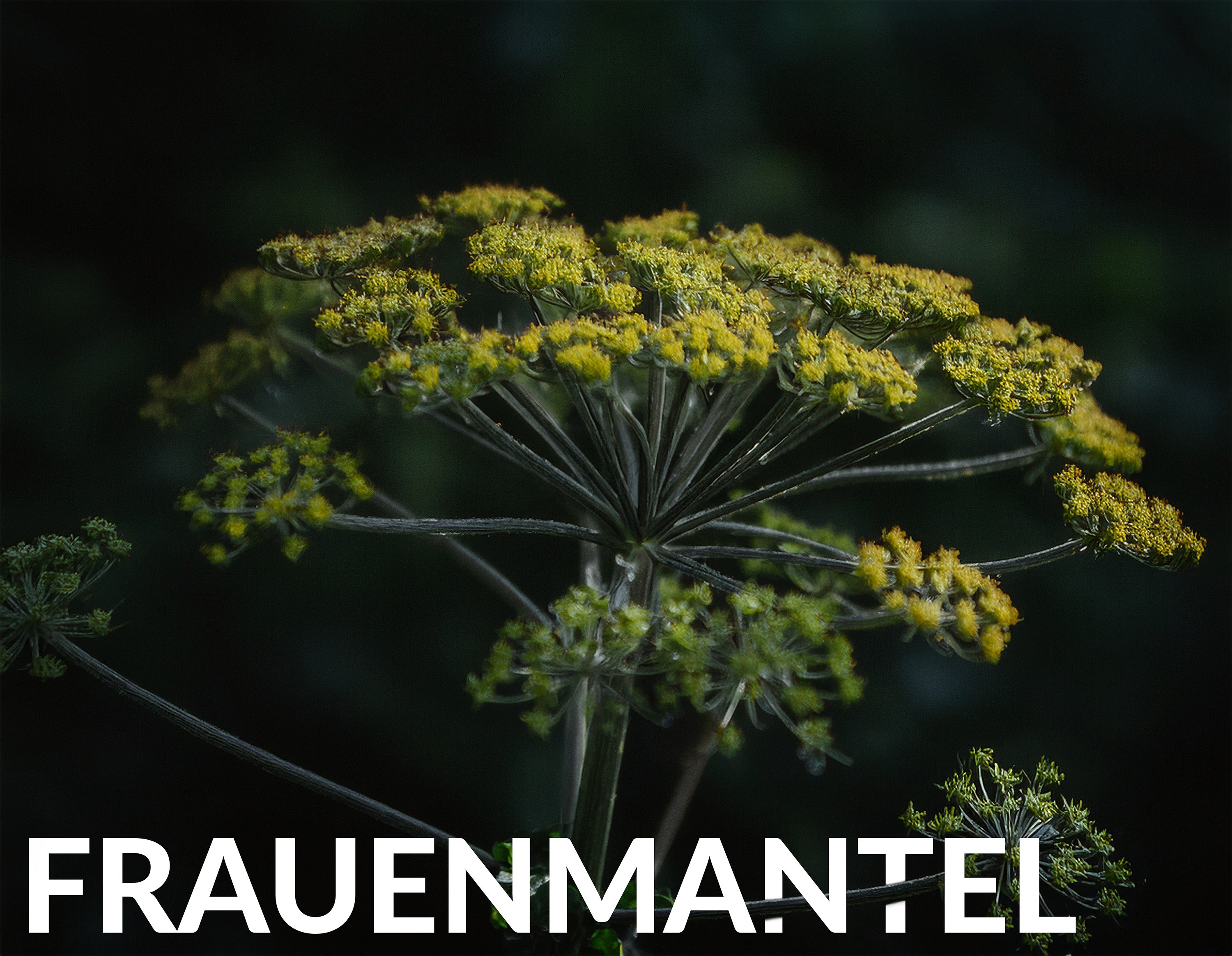 Lunar Elixyr 27 – Hochwirksames Nachtserum
