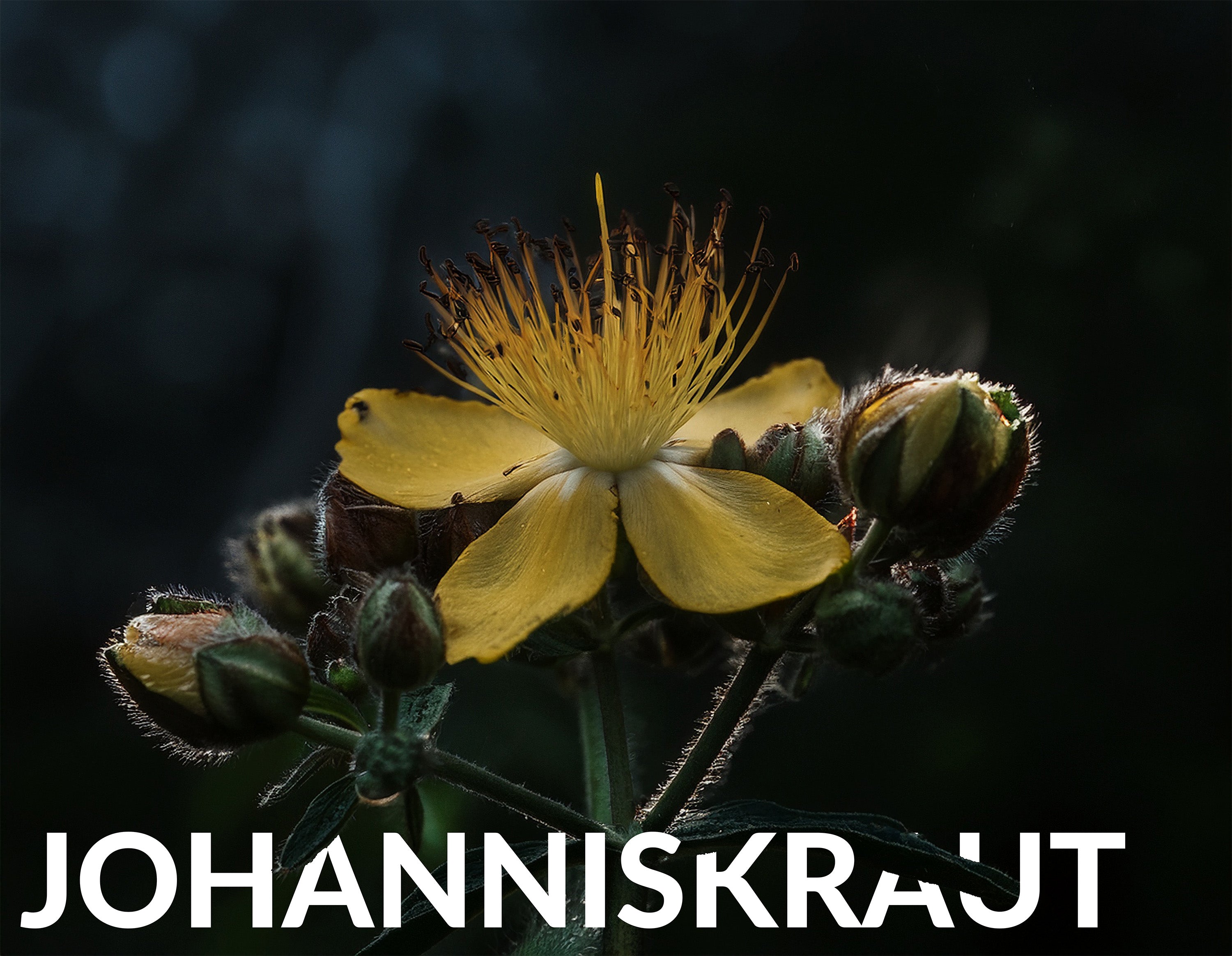 Lunar Elixyr 27 – Hochwirksames Nachtserum