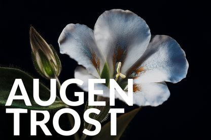 Aura Vysos - Augentropfen