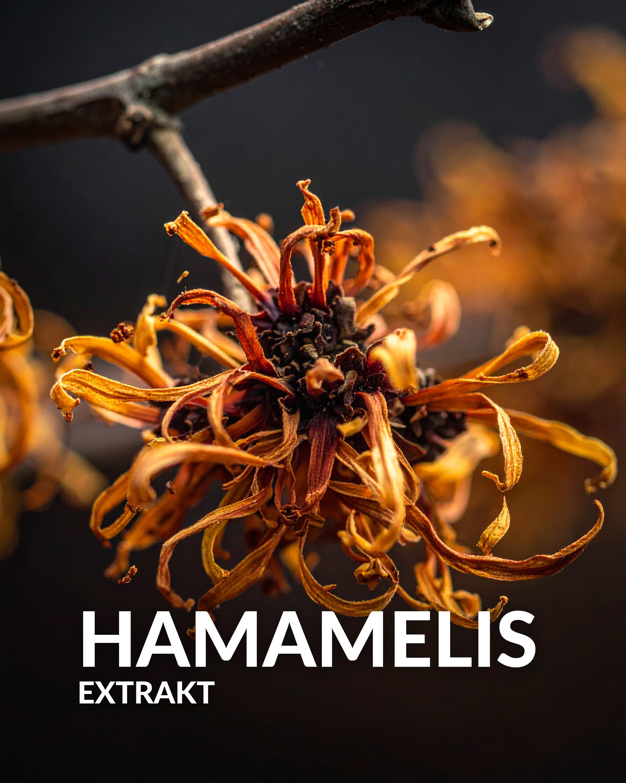 Baert Aycon - Gesichtscreme mit Aloe Vera & DMSO