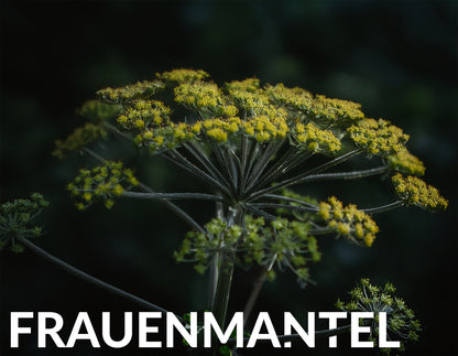 Lunar Elixyr 27 – Hochwirksames Nachtserum